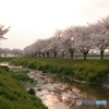 春霞夕桜の並木