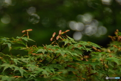 明日の翼