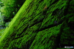 緑壁