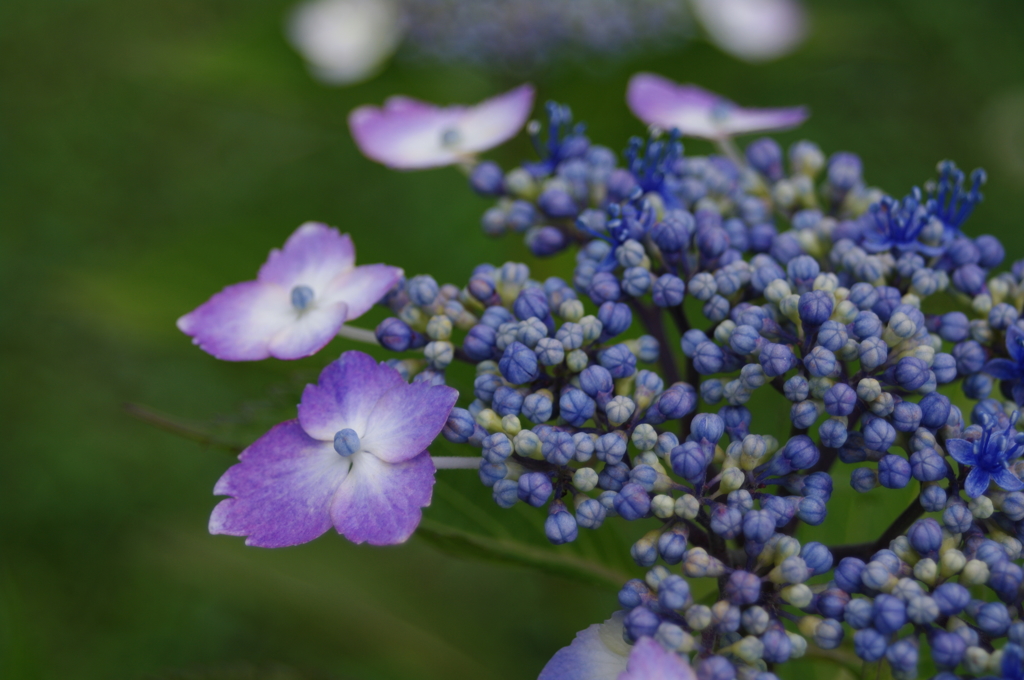 紫陽花の蕾