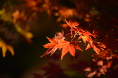 紅葉