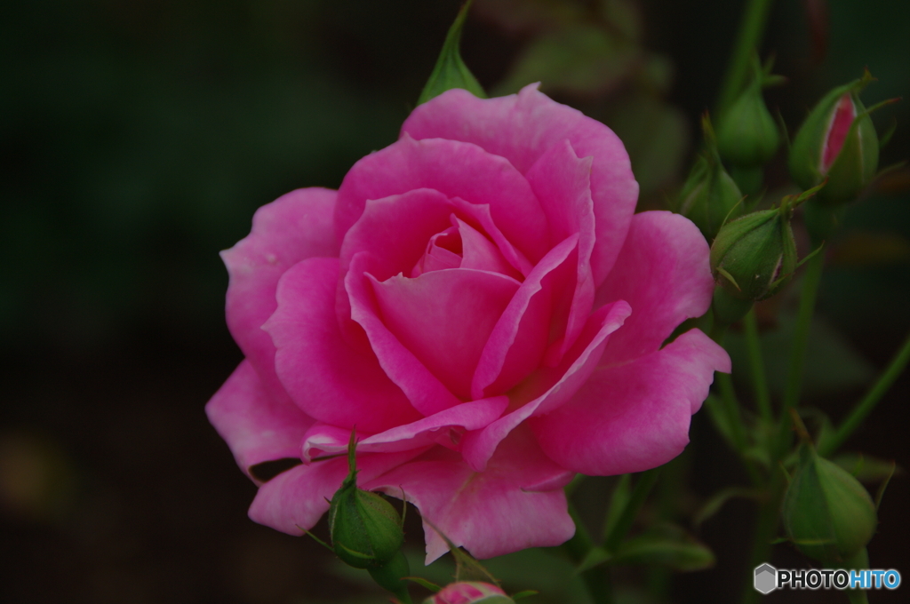 薔薇