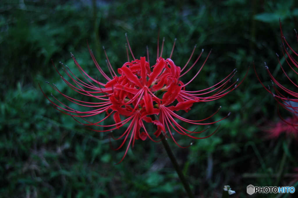 紅鬼百合