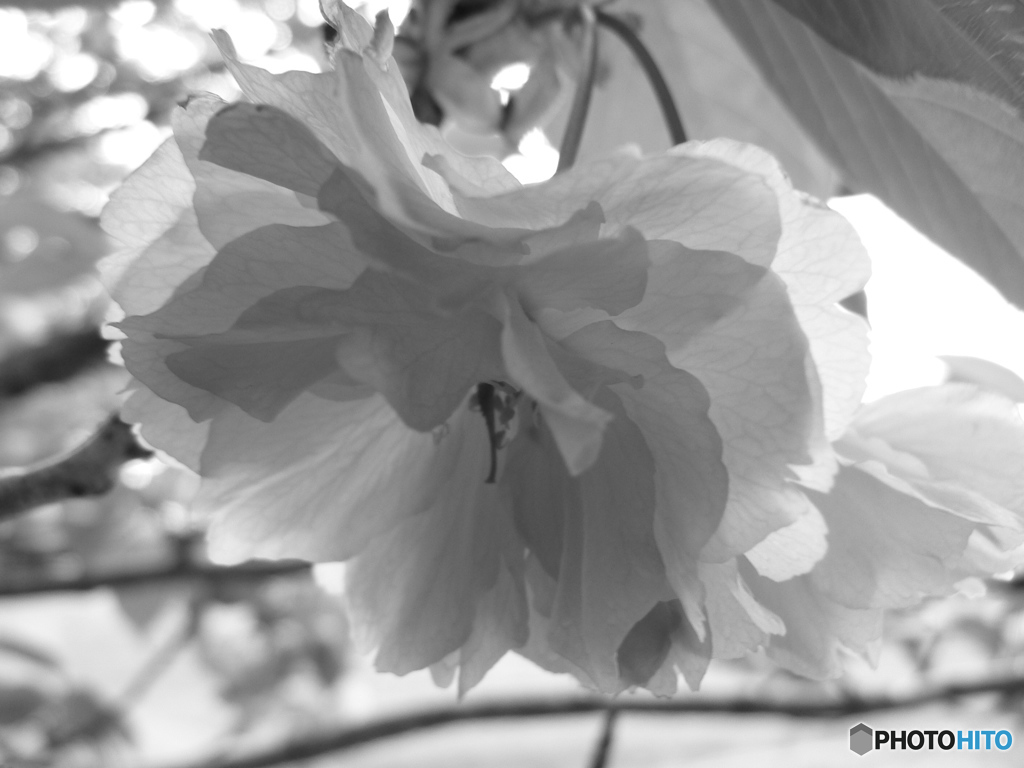 八重桜