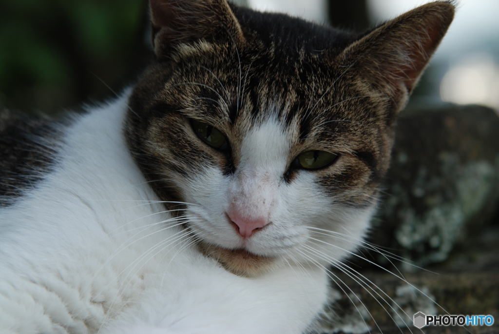 夏の猫さん