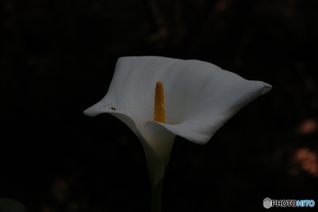 花弁の游