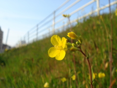 土手の黄色名草