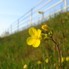 土手の黄色名草