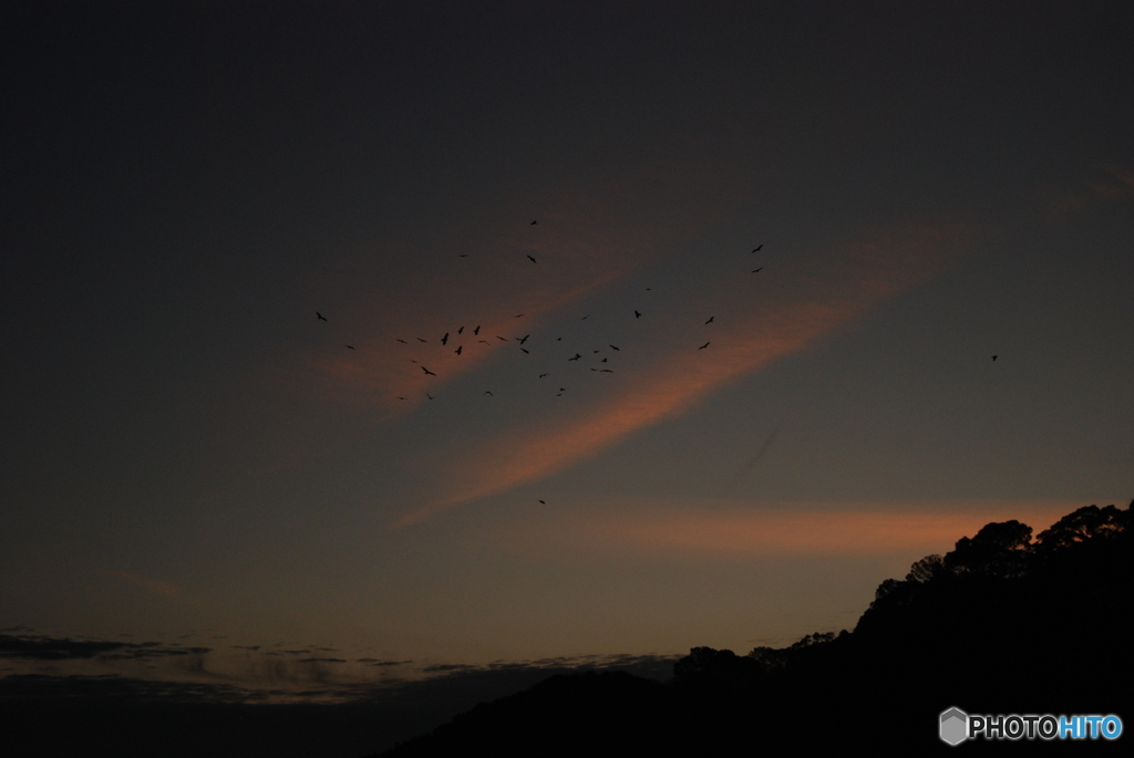 夕鳥