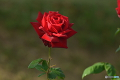 赤い薔薇