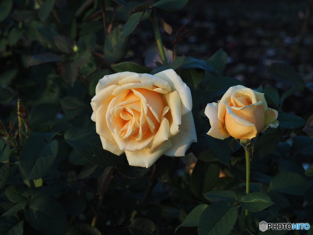 薔薇