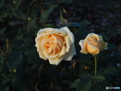 薔薇
