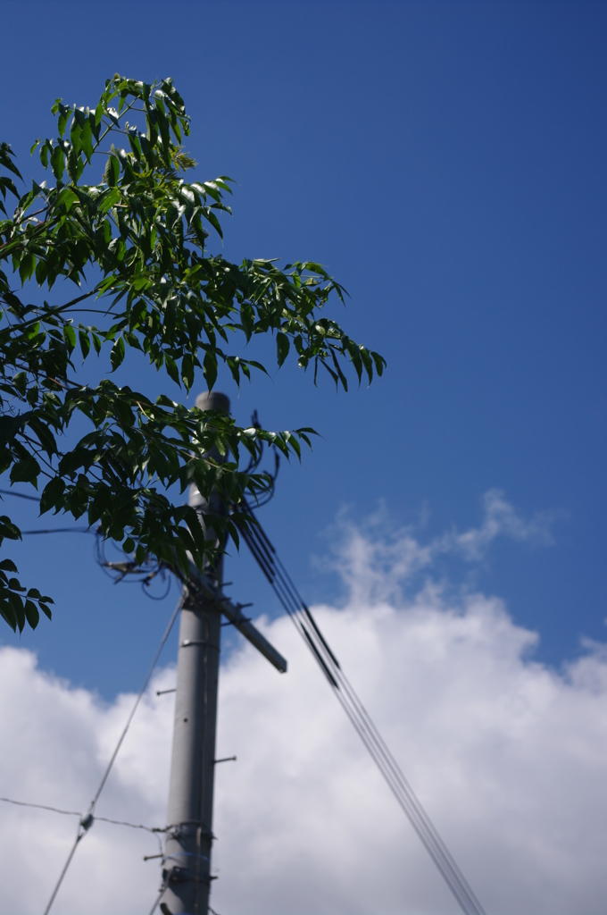 夏の空のように
