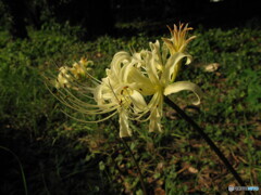 曼珠沙華