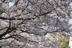 平成最後の桜を想う