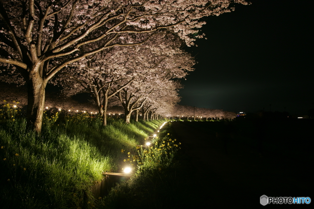 秋月河川敷夜桜景