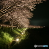 秋月河川敷夜桜景