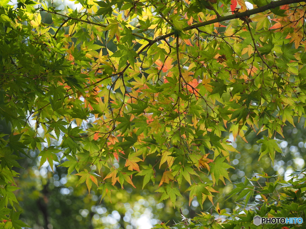 如意輪寺紅葉狩り