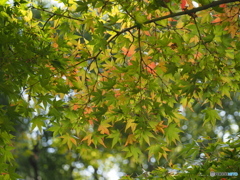 如意輪寺紅葉狩り