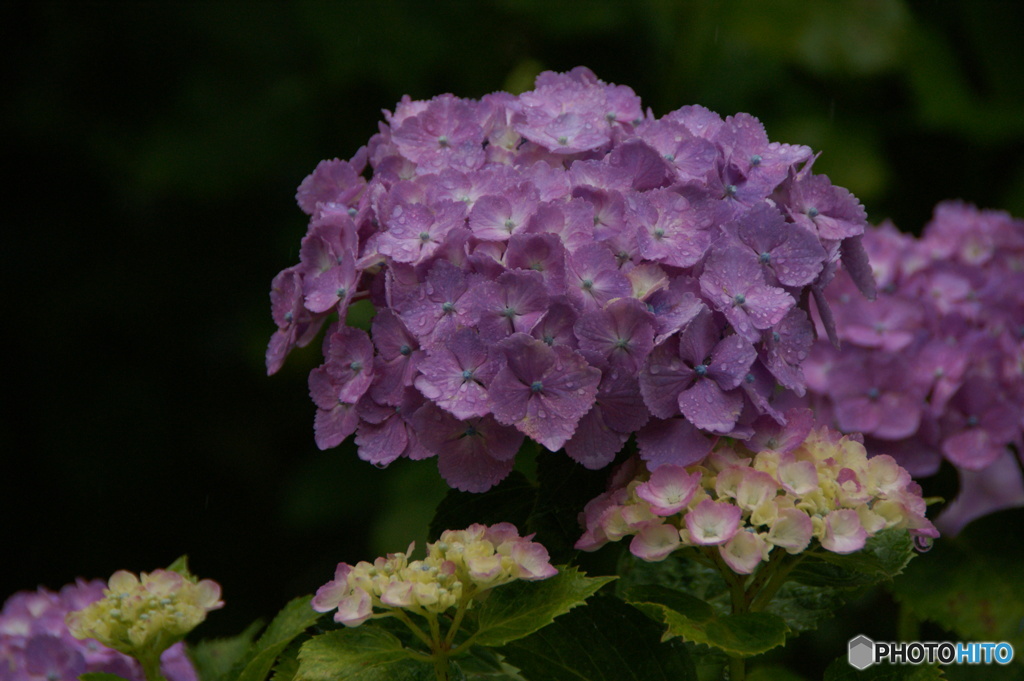 紫陽花