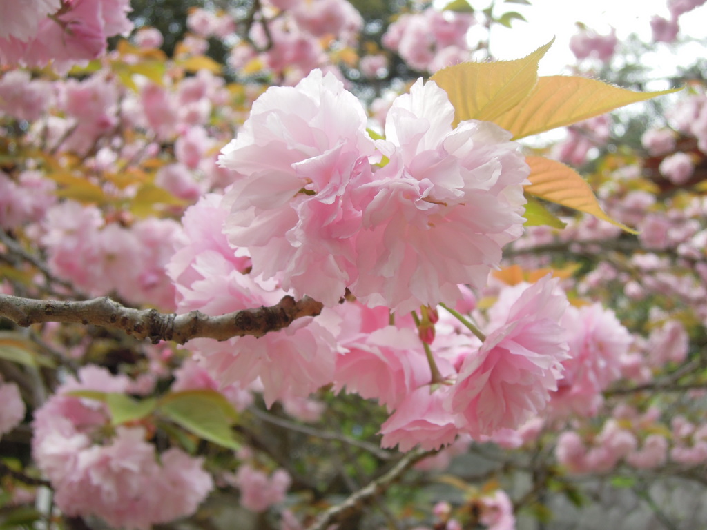 春日和