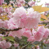 春日和