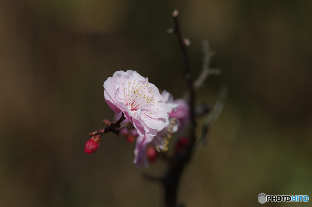 梅の花②
