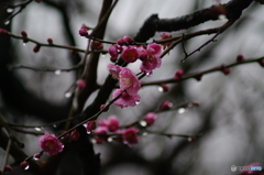 雨の寒梅
