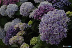 紫陽花
