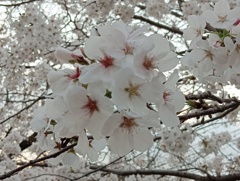今年は早くに