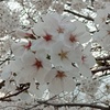 今年は早くに