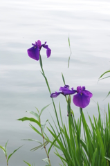 菖蒲