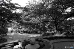 薔薇園