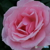 Rose’ｓ