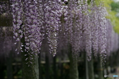 藤の花棚①