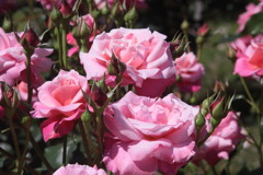 Rose’ｓ