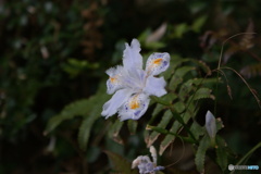 シャガの花