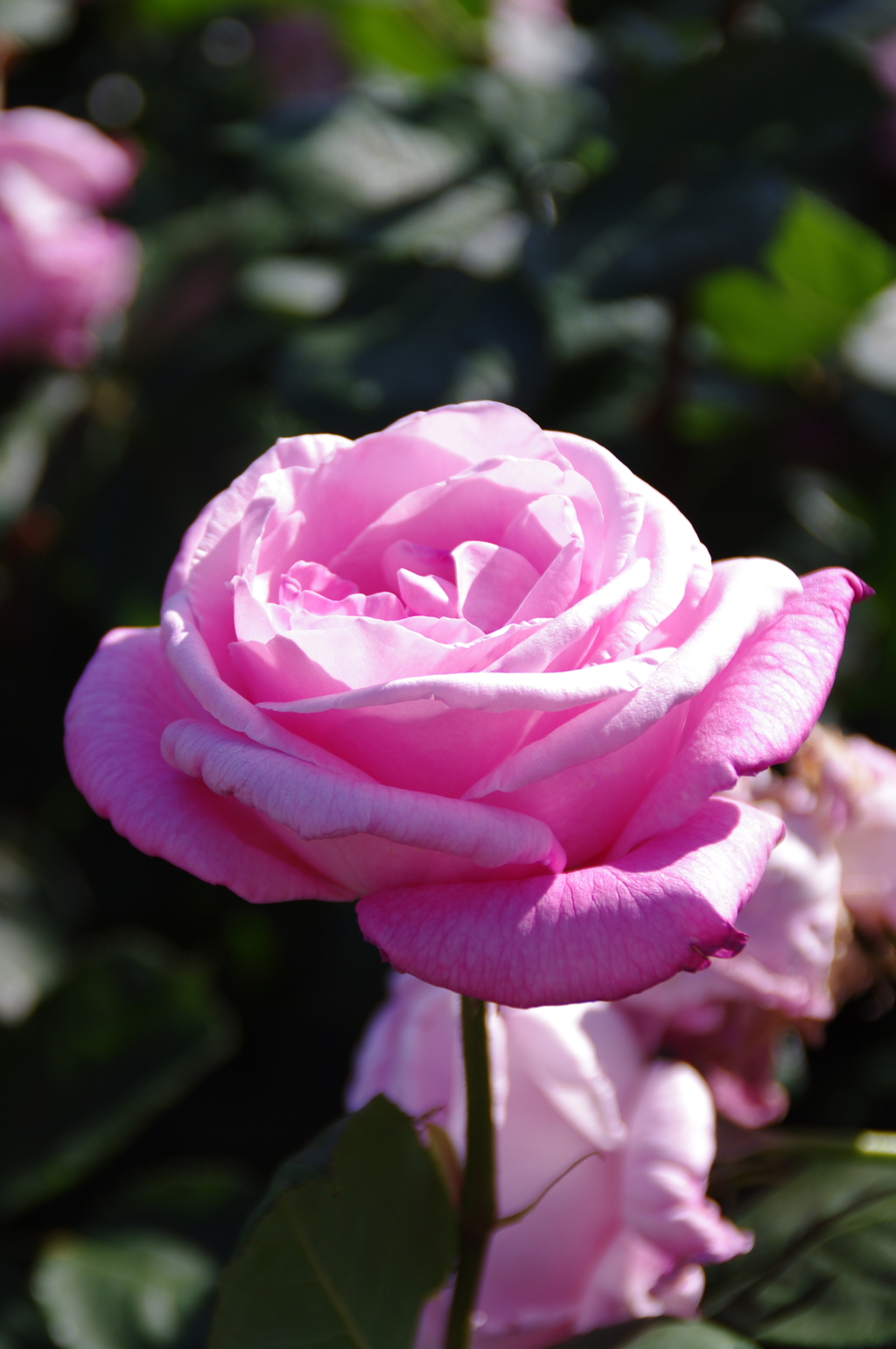 薔薇