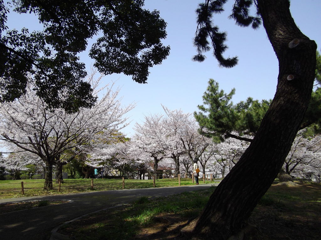 春の松