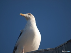 海猫