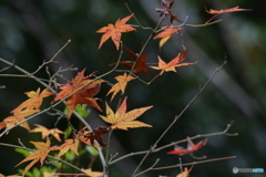 晩秋の秋彩④