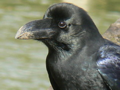 Crow