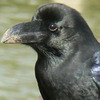 Crow