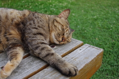 猫楽園