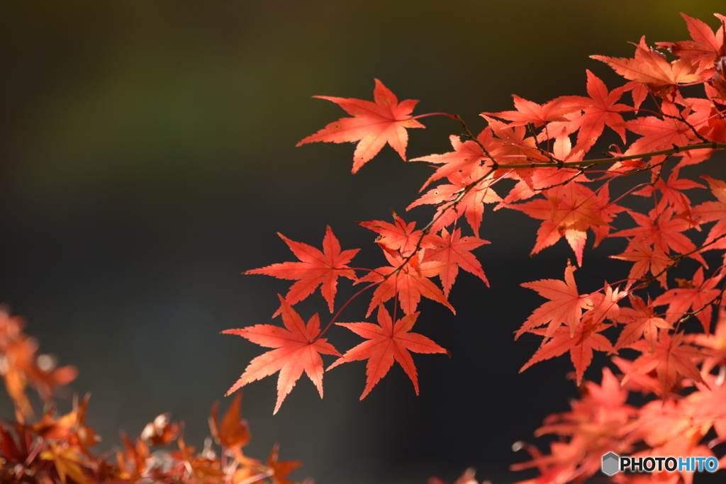 極楽紅葉