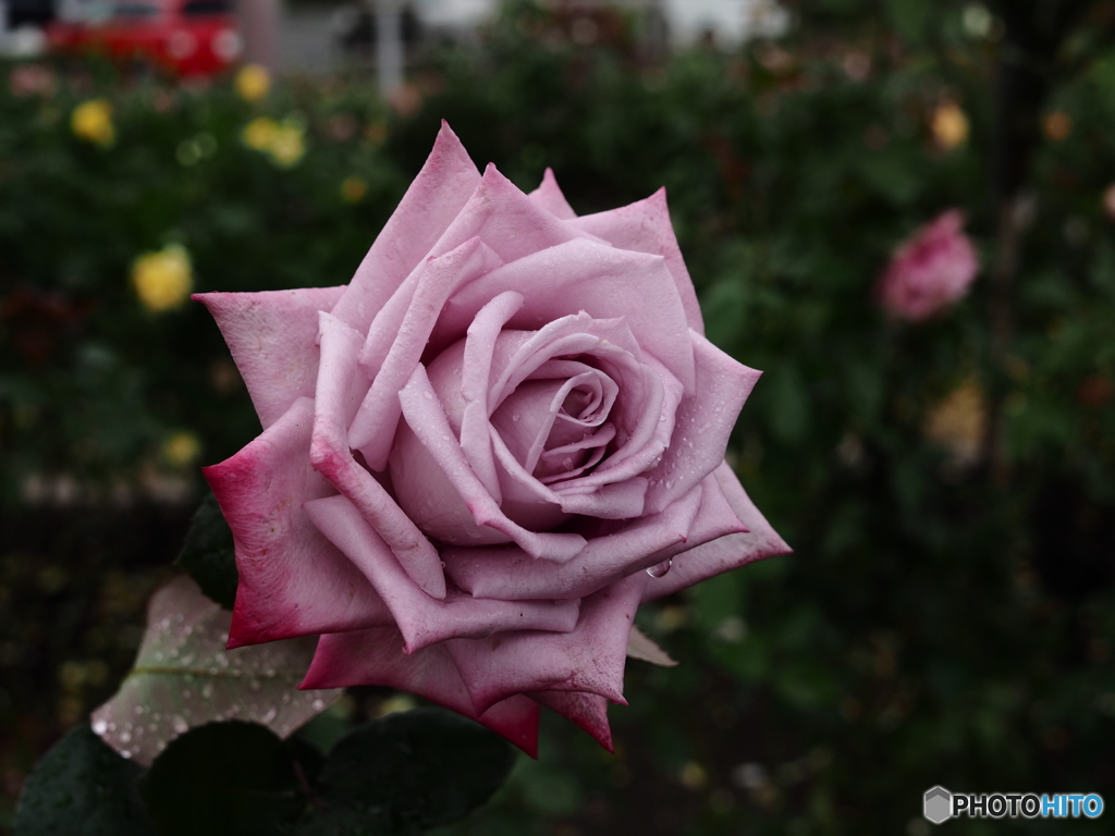 薔薇