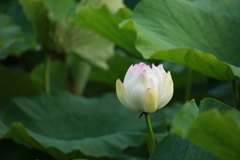蓮