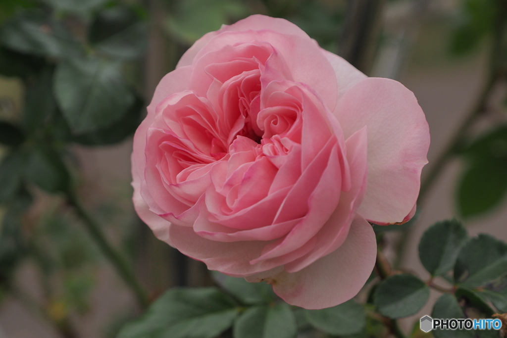 冬の薔薇