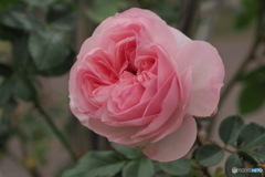 冬の薔薇