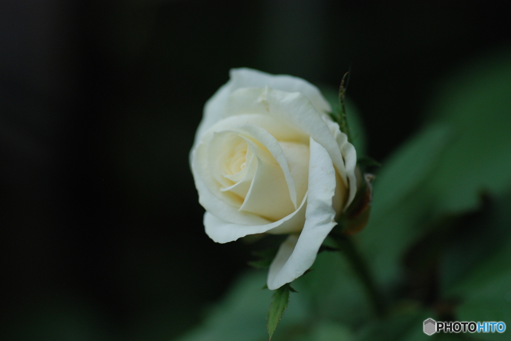 薔薇